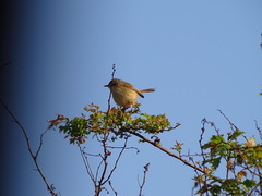 Prinia subflava pondoensis