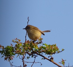 Prinia subflava pondoensis