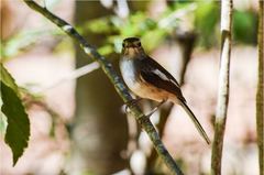 Copsychus albospecularis