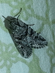 Lasionycta proxima