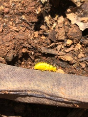 Epilachna varivestis