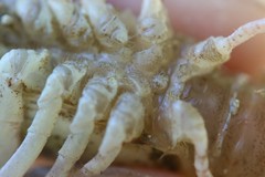 Procambarus simulans