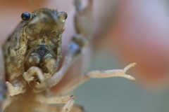 Procambarus simulans