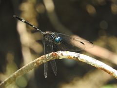 Dythemis nigra