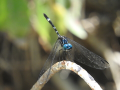Dythemis nigra