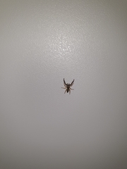 Pseudicius encarpatus