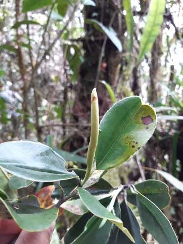 Magnolia coronata
