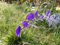 Aconitum plicatum