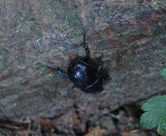 Anoplotrupes