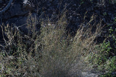 Muhlenbergia porteri