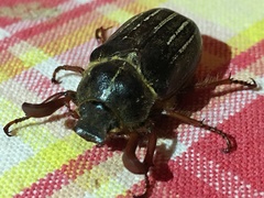 Polyphylla morroensis