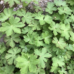 Geranium lucidum
