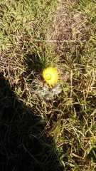 Coryphantha pycnacantha