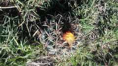 Coryphantha pycnacantha
