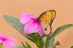 Danaus chrysippus dorippus