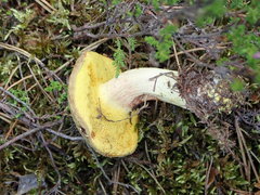 Xerocomus ferrugineus