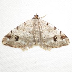 Macaria signaria