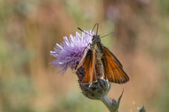 Thymelicus sylvestris