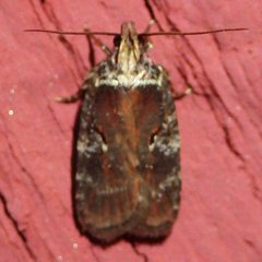 Agonopterix lythrella