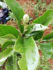 Magnolia espinalii