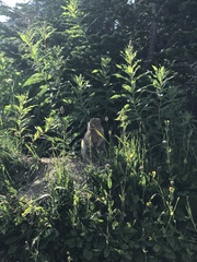 Urocitellus columbianus