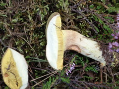 Xerocomus ferrugineus