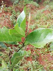 Magnolia espinalii