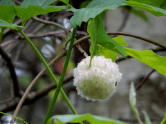 Callirhytis seminator
