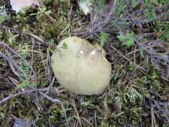 Xerocomus ferrugineus