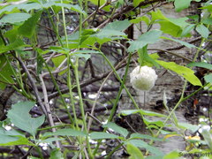 Callirhytis seminator