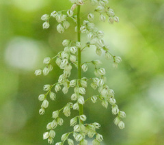 Stenanthium gramineum
