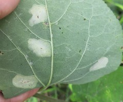 Phyllonorycter comparella