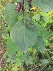 Phyllonorycter comparella