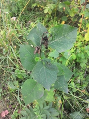 Phyllonorycter comparella