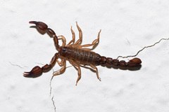 Pseudouroctonus brysoni