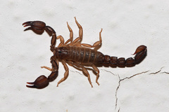 Pseudouroctonus brysoni