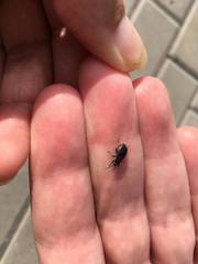 Pyrrhocoris marginatus