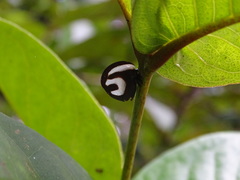 Membracis foliatafasciata
