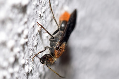 Sphaeropthalma marpesia