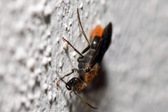 Sphaeropthalma marpesia