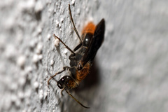 Sphaeropthalma marpesia