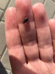 Pyrrhocoris marginatus