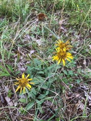 Pentanema montanum