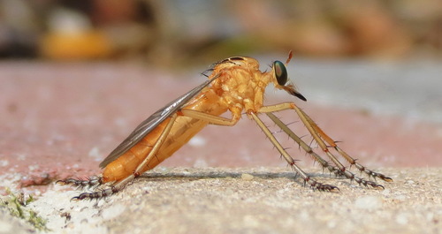 Plain-tailed Hanging Thief photo 3