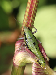 Epipodisma pedemontana