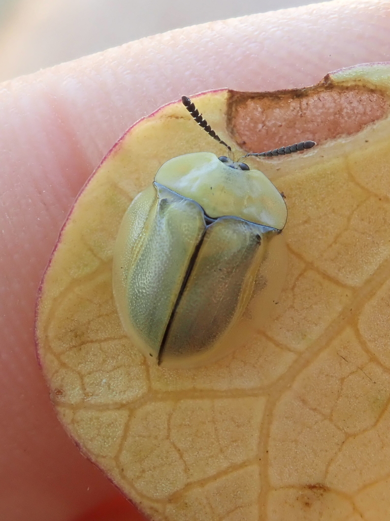 Stolas schaumi