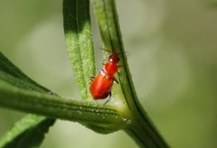 Attalus scapularis