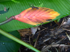 Heliconia episcopalis