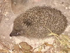 Erinaceus roumanicus