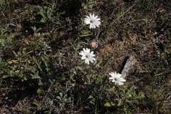 Arctotis pinnatifida